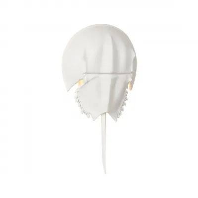 Horseshoe White Crab Sconce