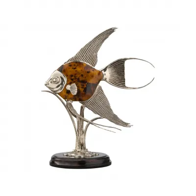 Angelfish Tiger Pen Shell