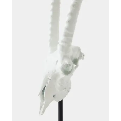 Gemsbok Matte White Skull Sculpture