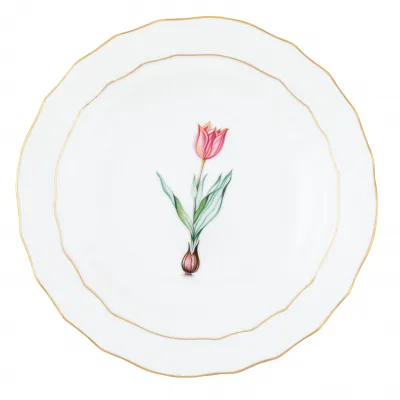 Spring Bulbs Multicolor Spring Dessert -Tulip