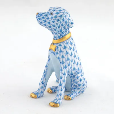Young Golden Blue