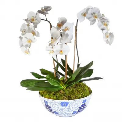 Triple Orchid in Blue & White Bowl 26 x 26 x 27