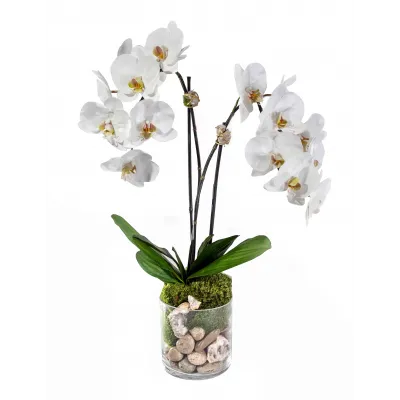 Double Orchid W/Stone Crystal in 6" Glass 25 x 13 x 27