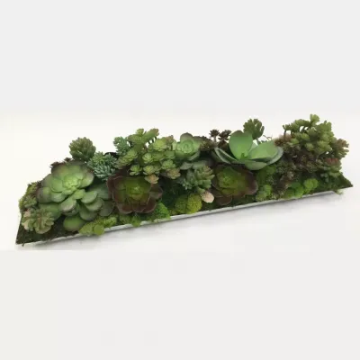 Succulents in Silver Tray 26" x 6"