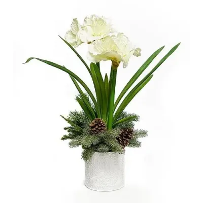 Double White Amaryllis Pot