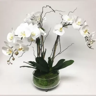 3 White Phalaenopsis Orchids with Curly Willow in a Footed Glass Bowl