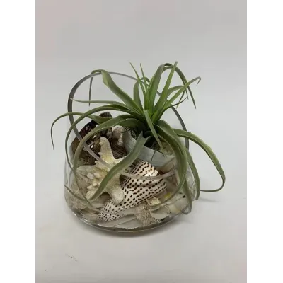 Tillandsia/Shell Glass Bowl Md