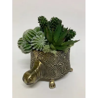 Cactus/Succulents In Short Turtle