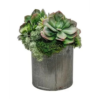 Succulent Mix In 7" Tin