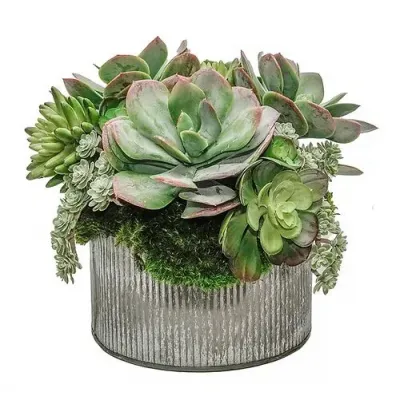 Succulent Mix In 8" Tin Bowl
