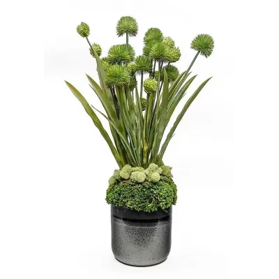 Green Allium In Large Black Lennon Pot