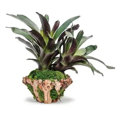 Bromeliad In Grapewood Bowl