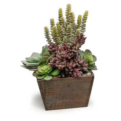 7.5" Wood Box With Succulents