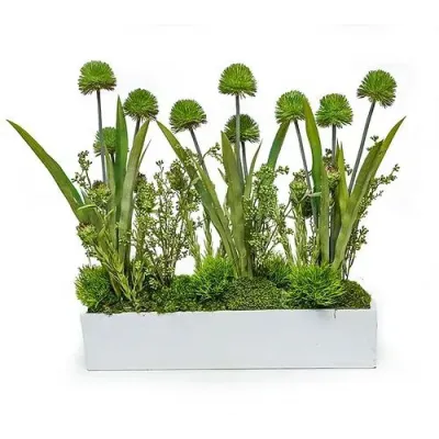 White Planter With Allium/Grass