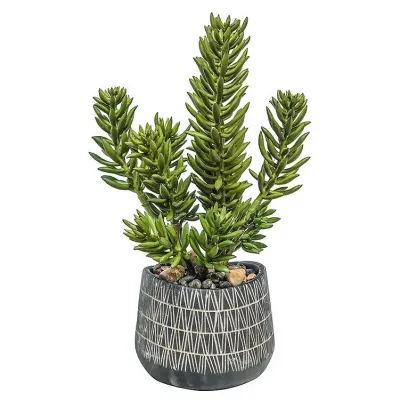 Finger Cactus In African Pot