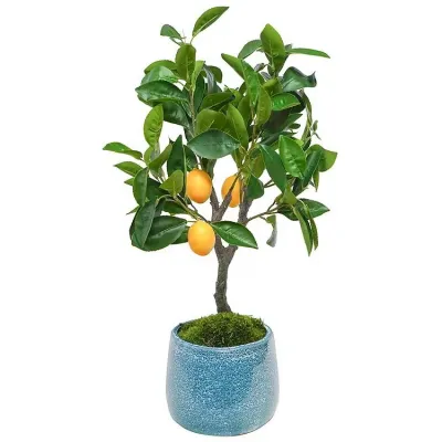 Mini Lemon Tree In Blue Pot