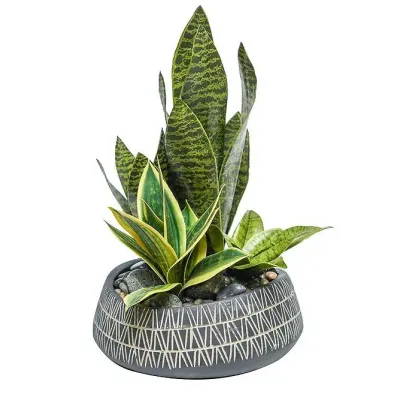 Indian Dish With Sansevieria Variety