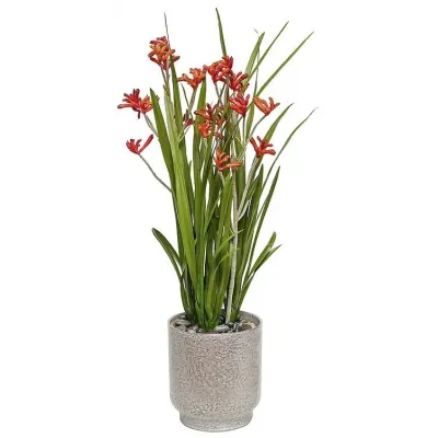 Large Kangaroo Paw Pot - Red