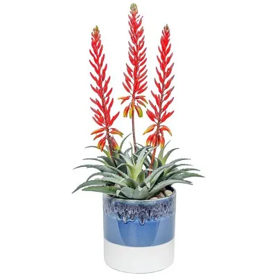 Red Flowering Agave In Ombre Pot
