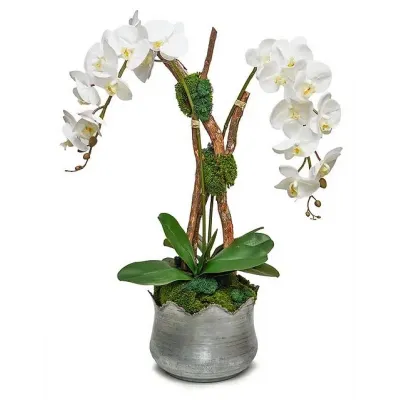 Orchid/Branch In Tulip Tin
