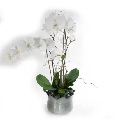White Phalaenopsis Orchid 36" x 20"