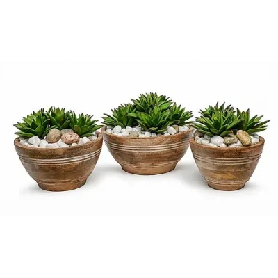 Set Of 3 Wood Bowls With Echeverias