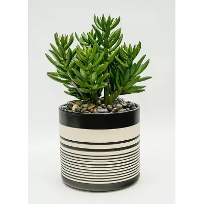 Sinclair 7" Pot Finger Succulent