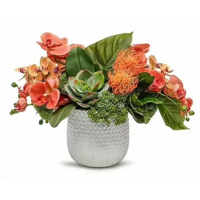 Orchids/Succulents in Ginny Pot