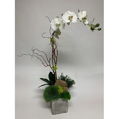 Orchid Grass, Rosemary in Cement Cube 35" x 15"
