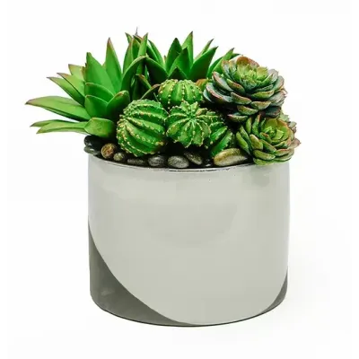 Deuces 7" Pot Succulent/Cactus Mix