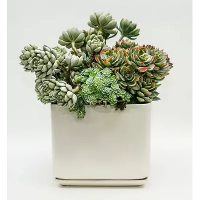 Succulents" Large Square White Pot