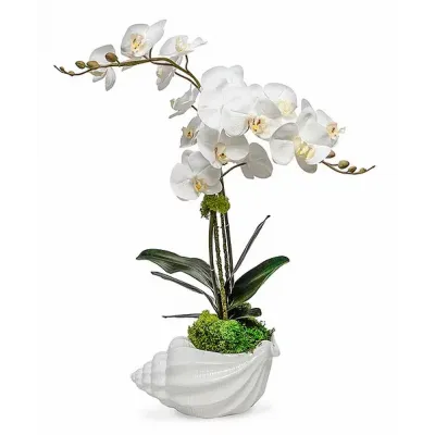 Double Orchid In Ceramic Conch