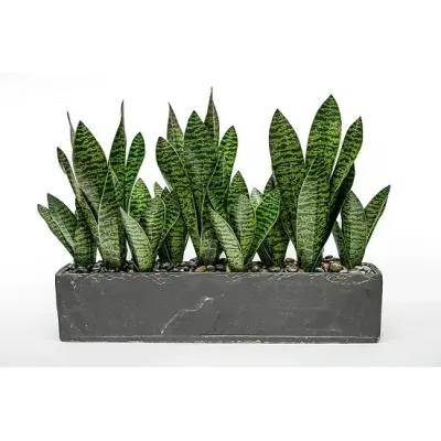Sansevieria Planter 25”