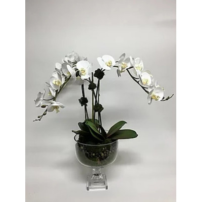 Triple Orchid in Glass Urn 30" x 21"