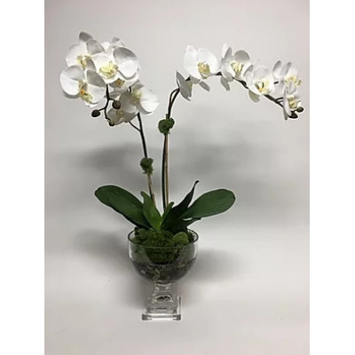 Double Orchid in Short Urn