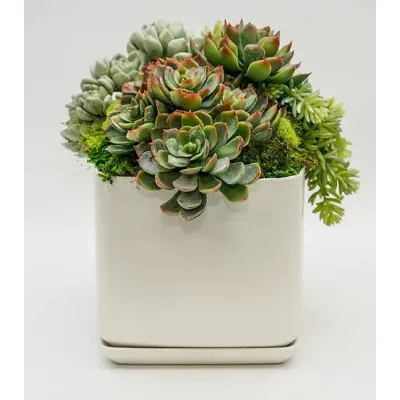 Succulents in Medium Square White Pot