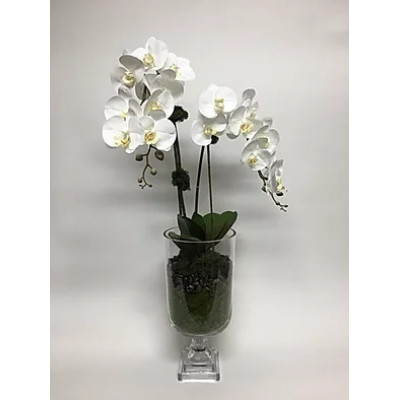 Double Orchid in Glass Urn 34" x 15"