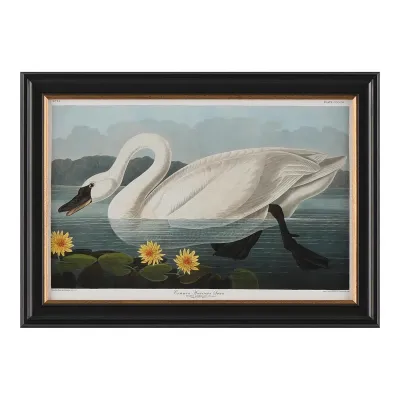 Audubon Collection Group I-C