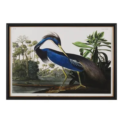 Audubon Collection Group III-C