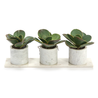 Marble Succulents
