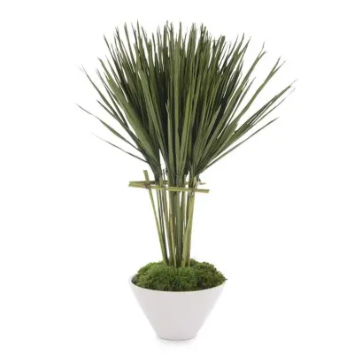 Palmetto Topiary