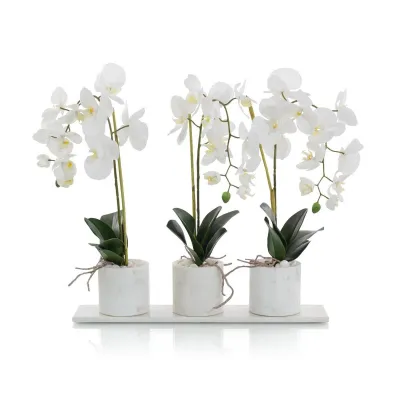 Marble Orchids