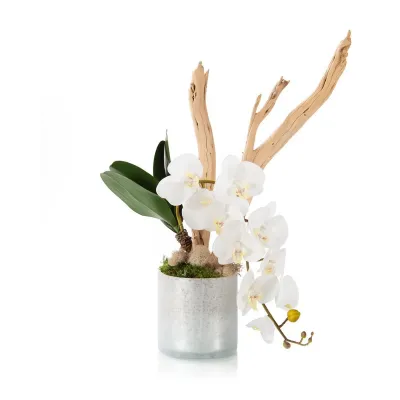 Branchy Ghostwood Orchid