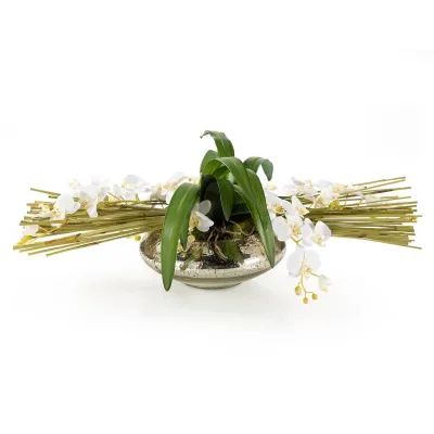 Tropical Fan Orchids