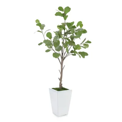 Sunrise Fiddle Leaf H-102X54X36