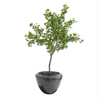 Beech Tree 85"H X 69"W X 61"D