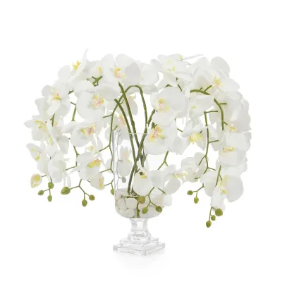 Glamorous Phals 22"H x 26"W x 26"D