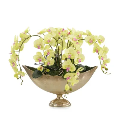 Chartruse Orchids 31"H x 35"W x 18"D