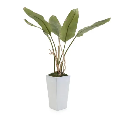 Banana Hd-76"H x 48"W x 48"D