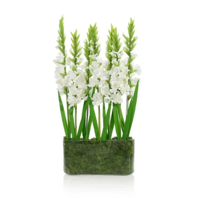 Gladiola Garden